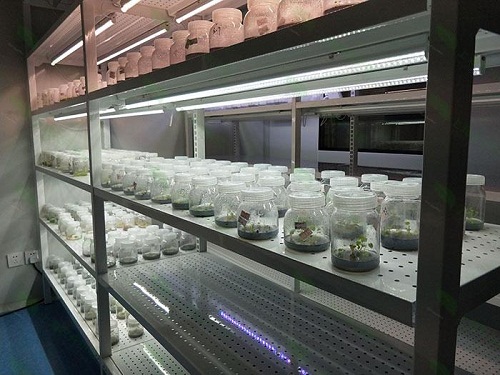 郁南植物组织培养实验室设计建设方案